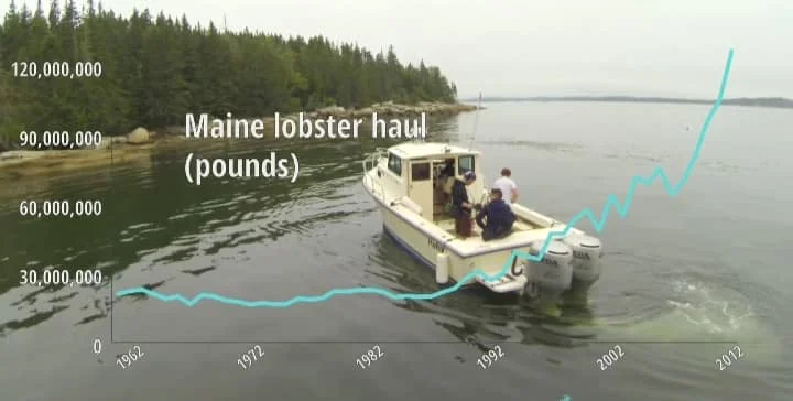 A boat on calm water with people onboard, overlaid with a graph showing the rise in Maine lobster haul (pounds) from 1952 to 2012.