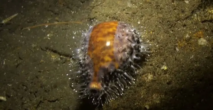 the cultural and spritual importance of money cowrie