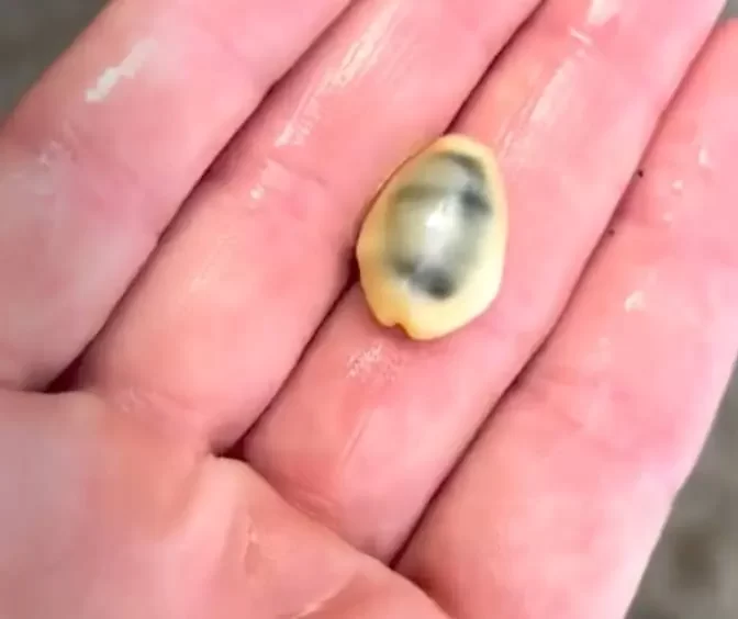 cowrie shell as currency in history