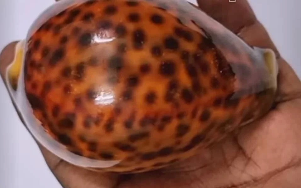 The Value and Impact of Money Cowrie Shell Collecting