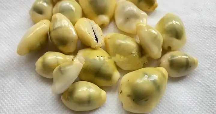 what are money cowrie shells