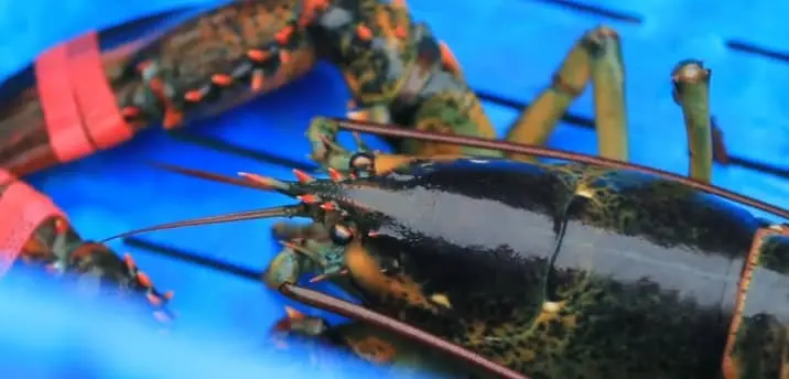 Are Lobsters Immortal?