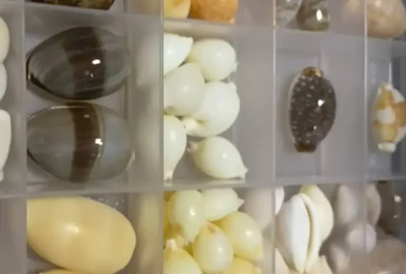 boxes for cowrie shells
