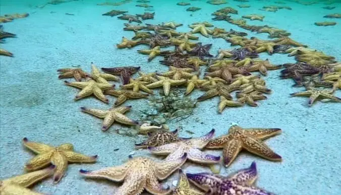 can starfish swim