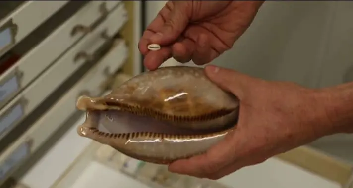 cowrie shells in museum