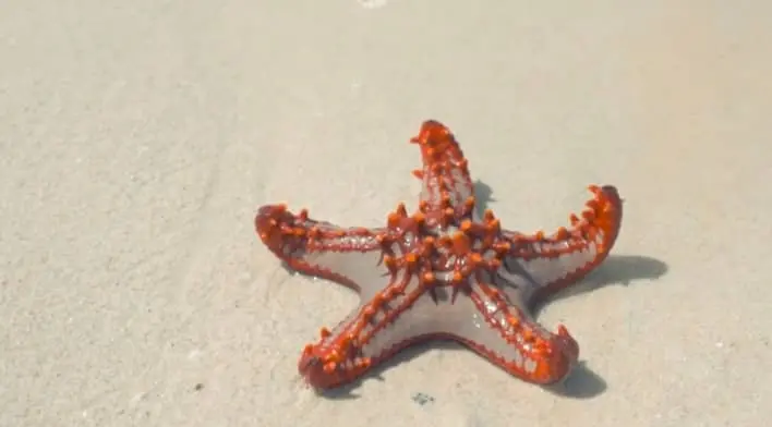 How starfish move