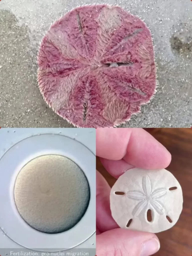 life cycle of a sand dollar