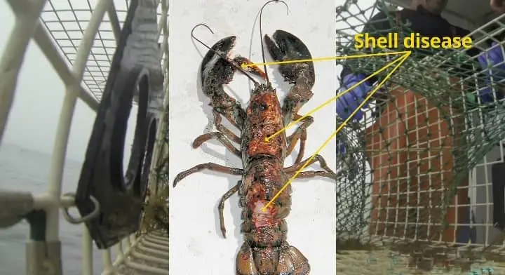 A lobster with visible shell disease held against a fishing trap, with an arrow pointing to the affected area labeled 'Shell disease.'