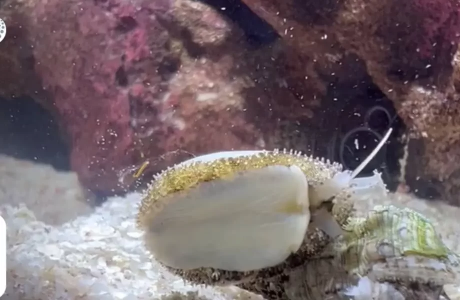 moneta monetaria in aquarium