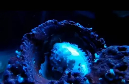 monetaria moneta in tank