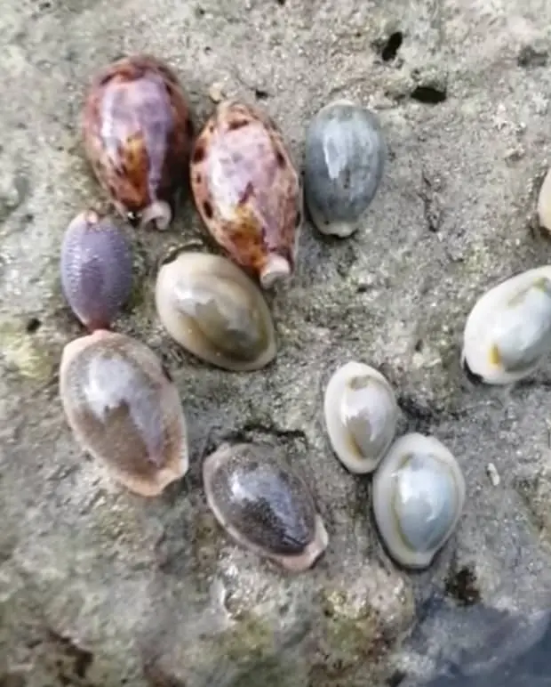 money cowrie shells at sea shore