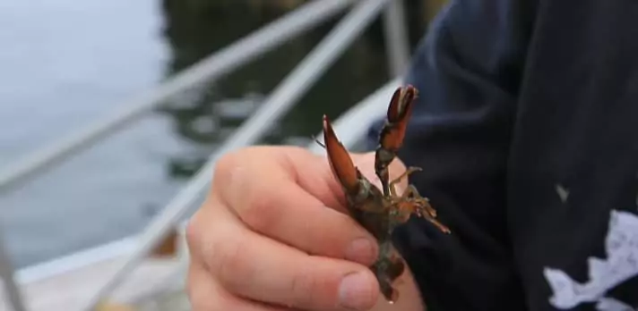 A man in his fingers holds a reddish juvenile lobster.