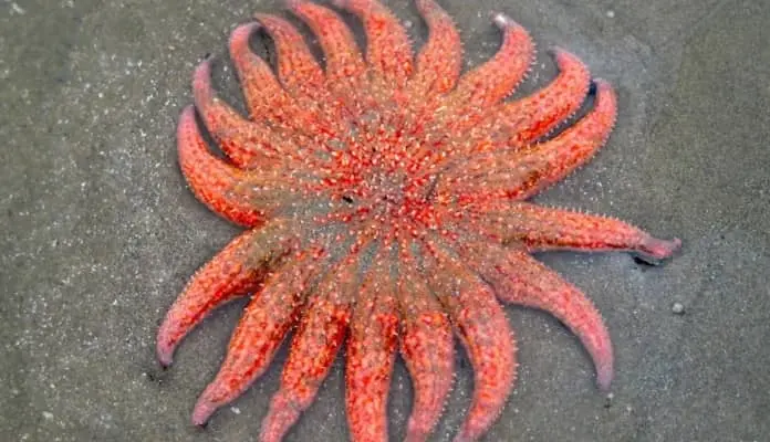 How fast can starfish swim?
