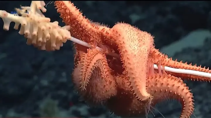 STARFISH REGENRATION