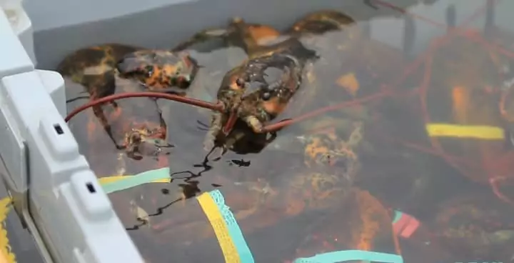 What Do Lobsters Eat in the Wild?
