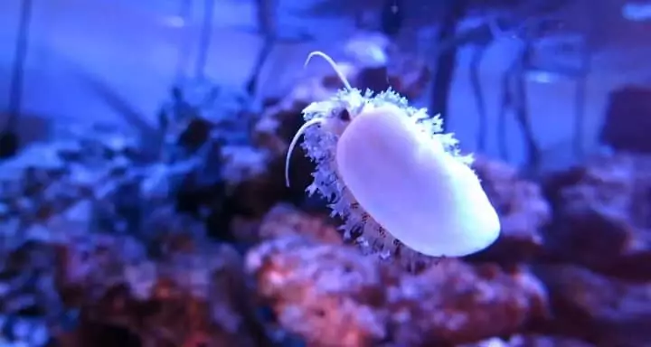 What Do Money Cowrie Snails Eat?