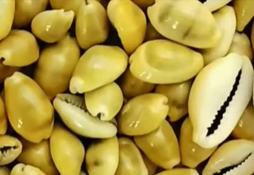 yellow money cowrie shells