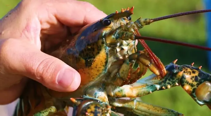 Can A Lobster Feel Pain?
