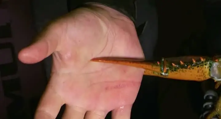 can lobsters really bite