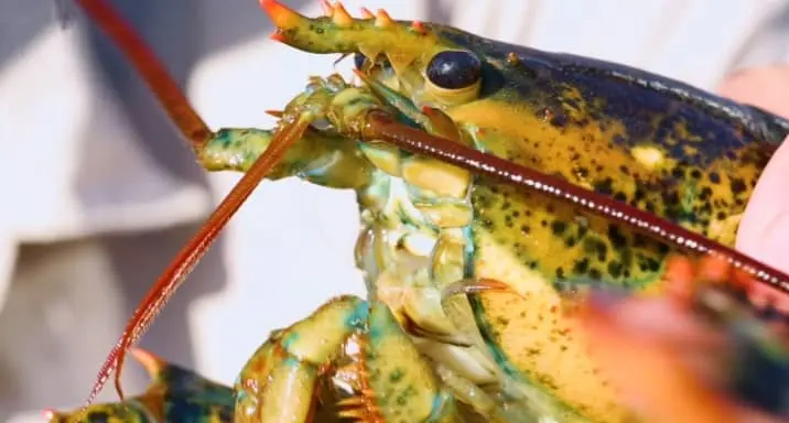 do lobsters have bones