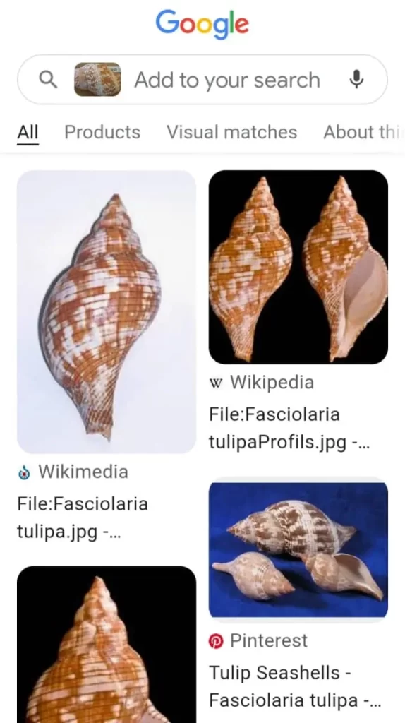 google lens for seashells identification