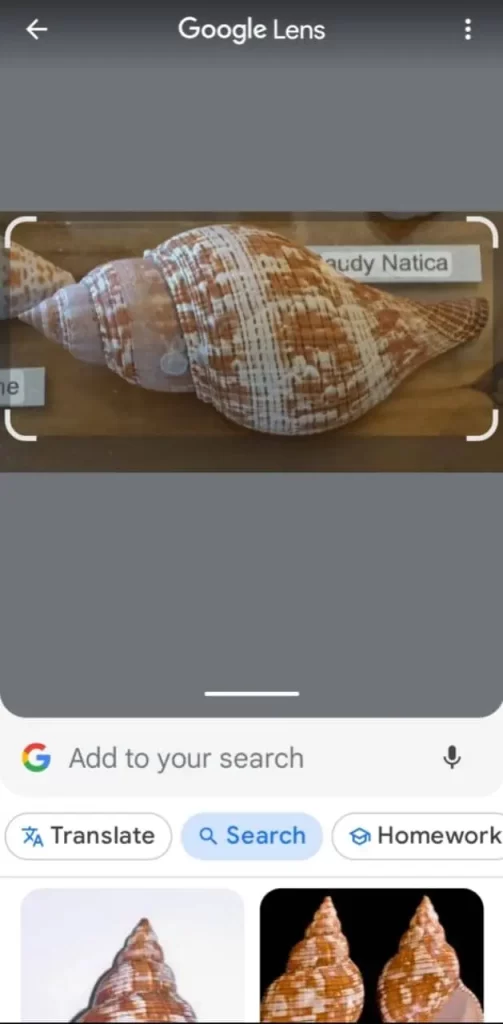 google lens for sea shell identification
