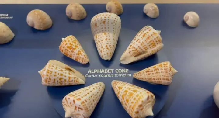 Handling and Preservation of Seashells