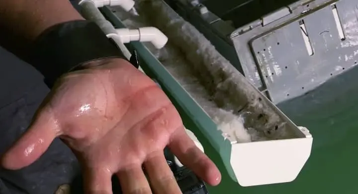 is it dangerous to touch a lobster