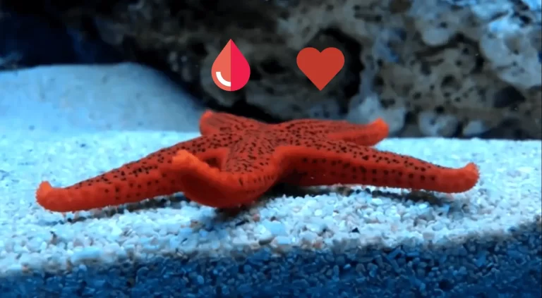 Do starfish have blood?