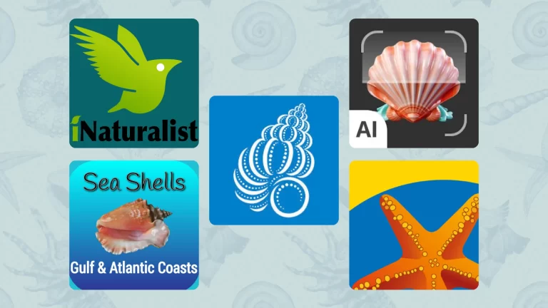5 seashells identification apps
