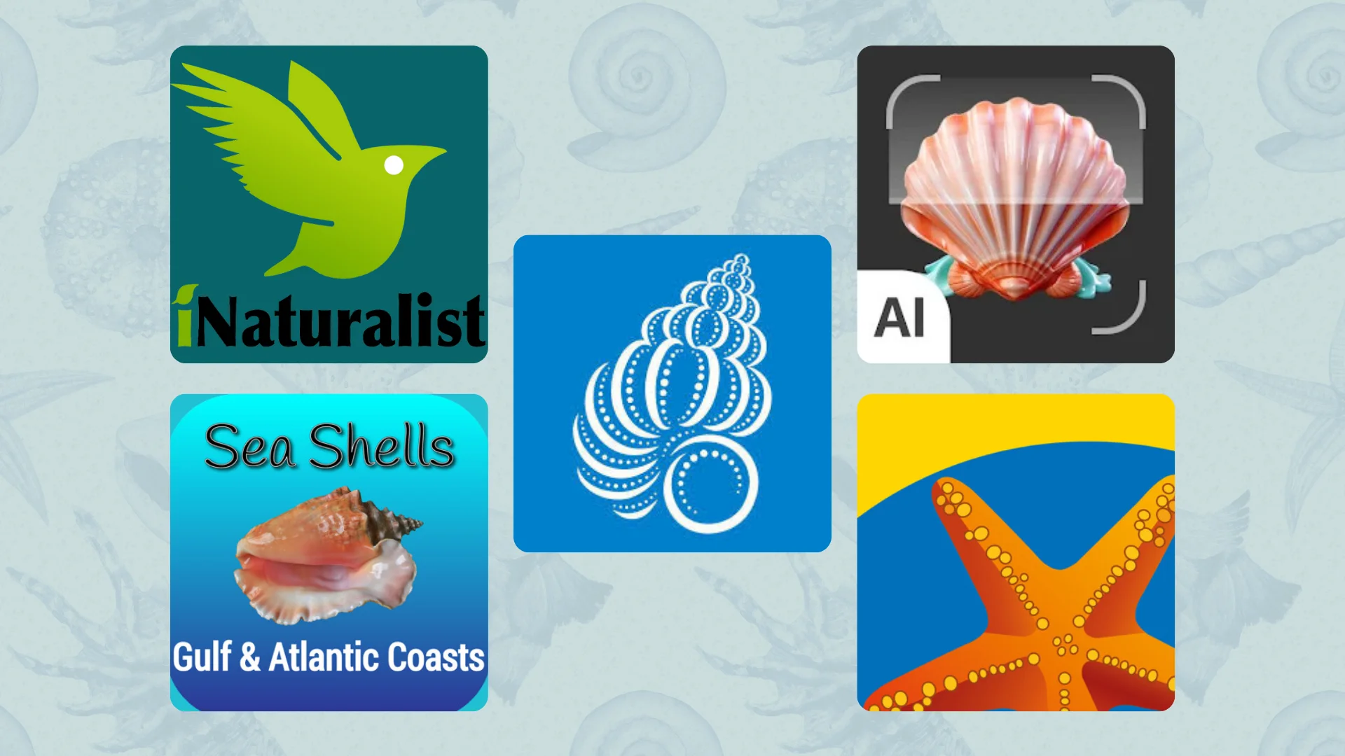 5 seashells identification apps