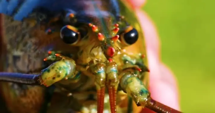 are lobsters dangerous
