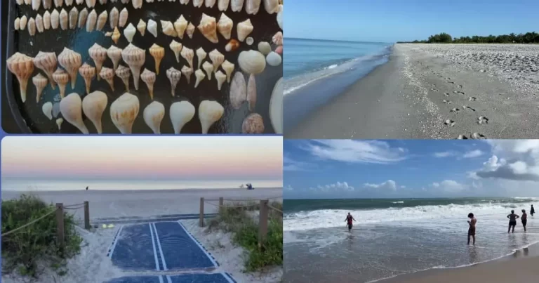 Best Beaches for Sea Shells in Florida