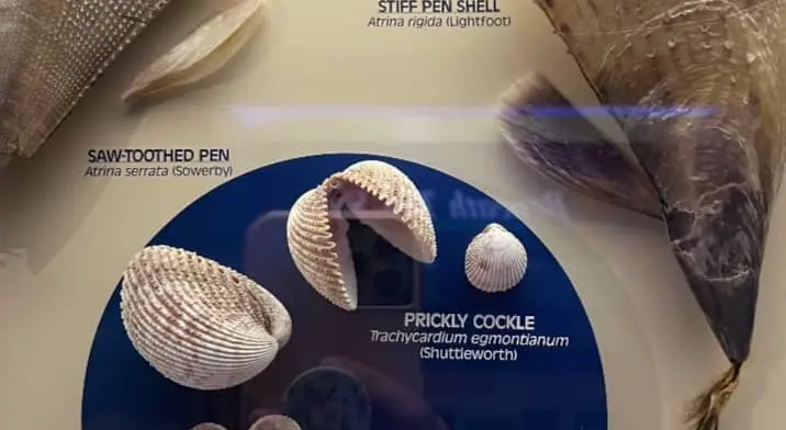 Bivalves