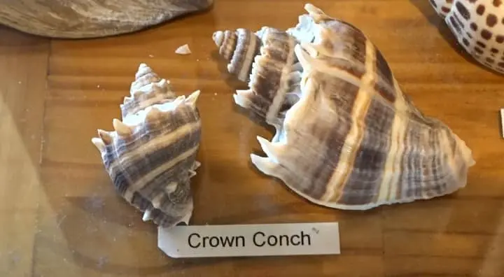 crown conch shell