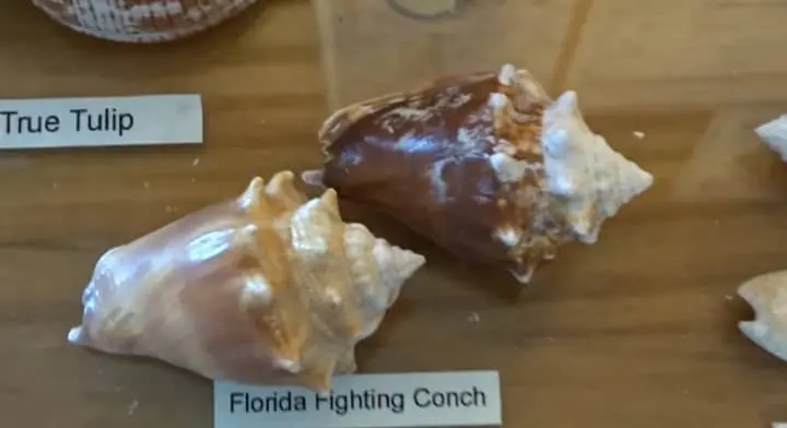 florida fighting conch