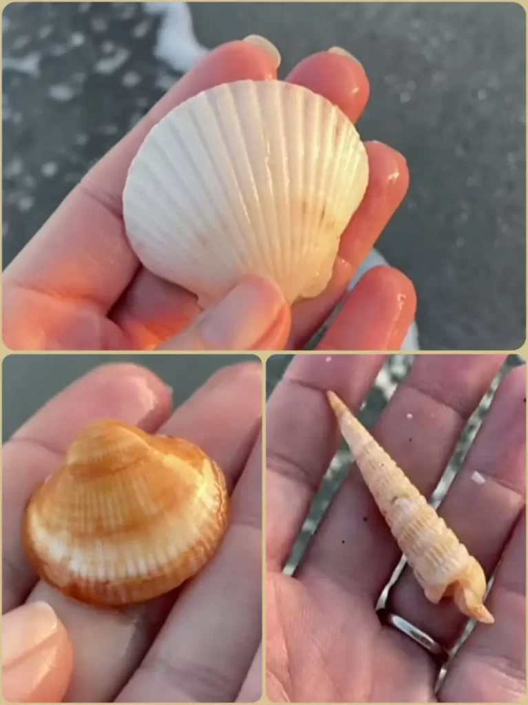 seashells at sanibel