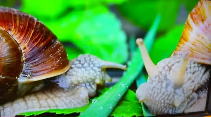 gastropod snail