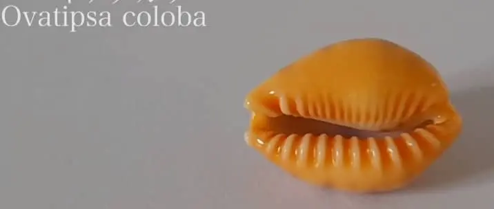 gem seashell