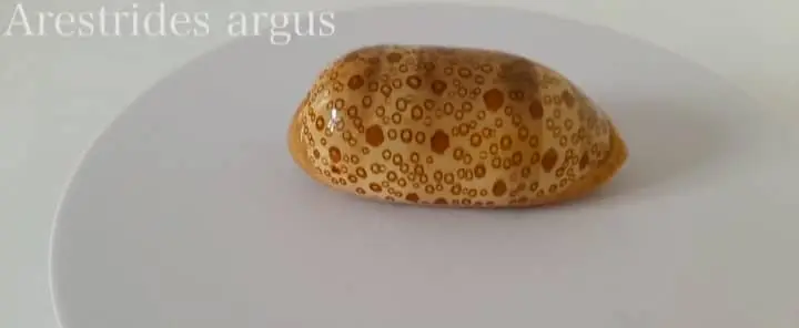 fine seashells