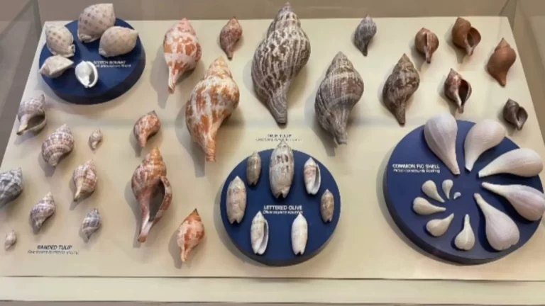 how to identify different types of seashells