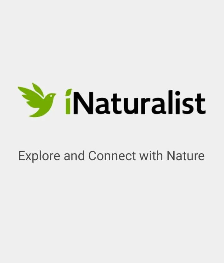 iNaturalist seashell identification app