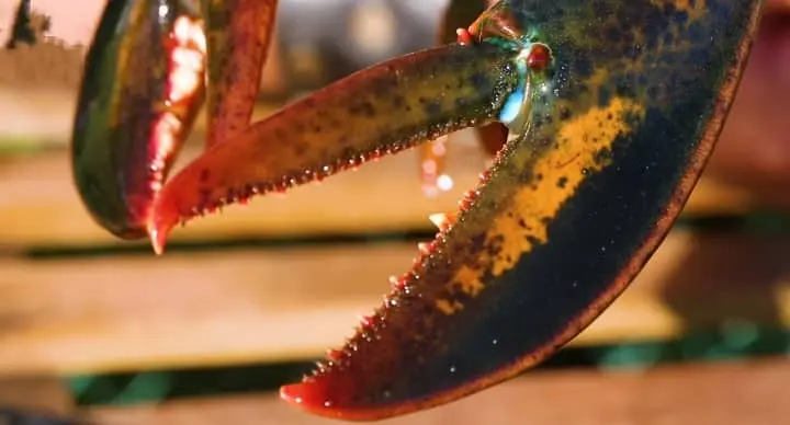 lobster claws teeth