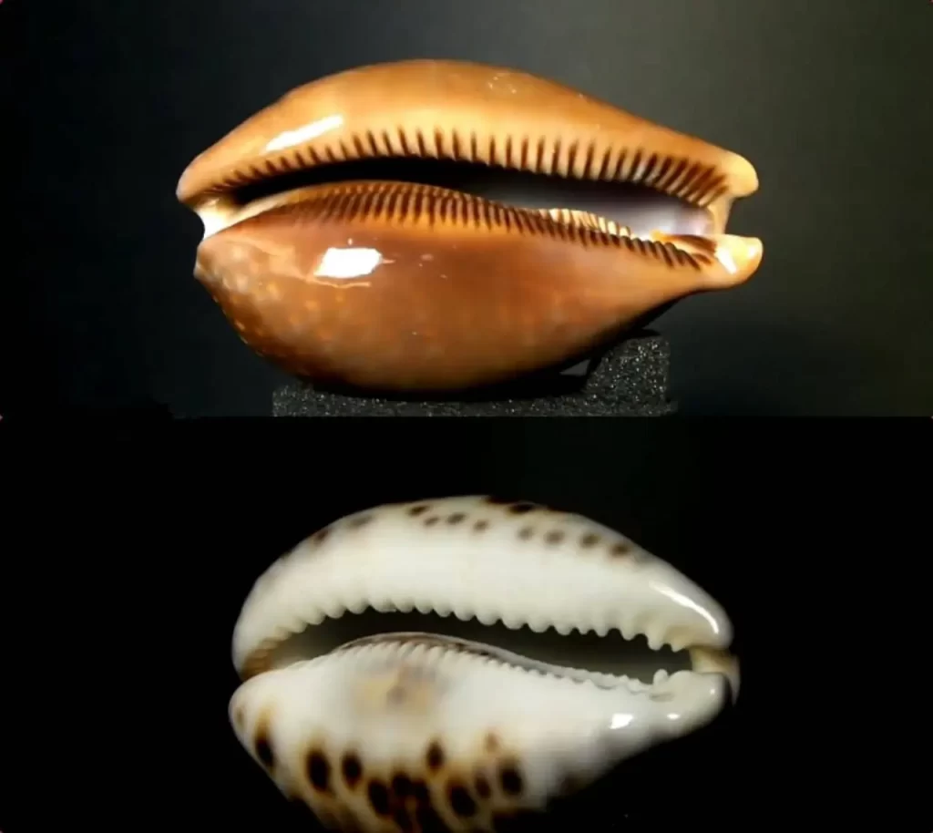 money cowries