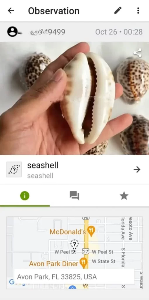 observe the seashell
