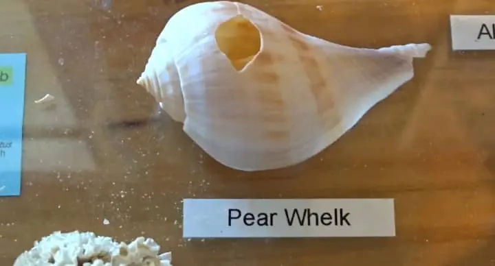 poor seashell