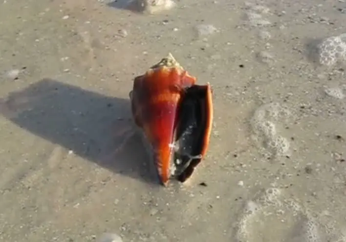 Sea shell location and Habitat