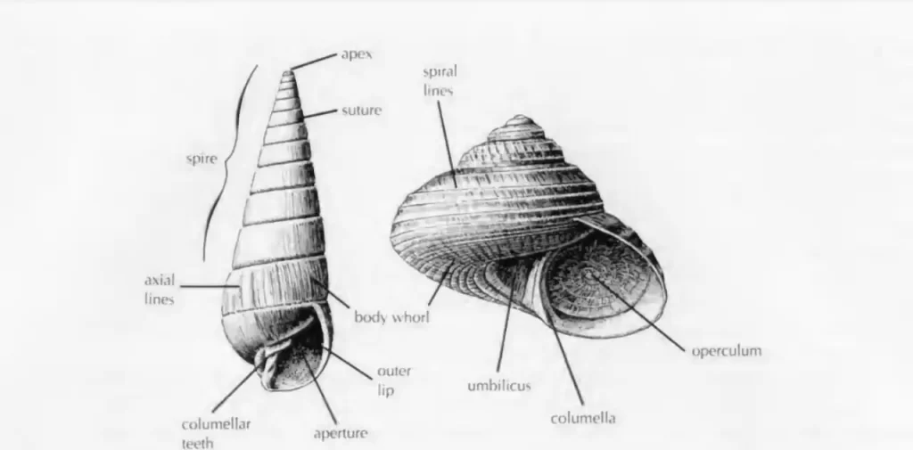 seashell anatomical parts