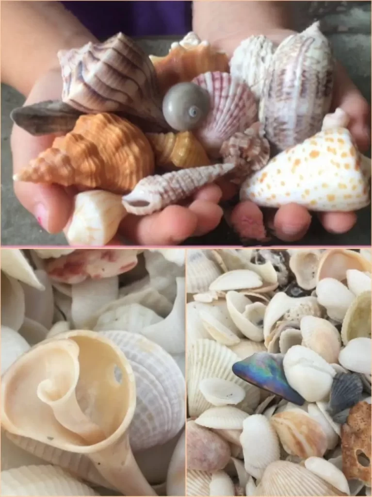 seashells at sanibel