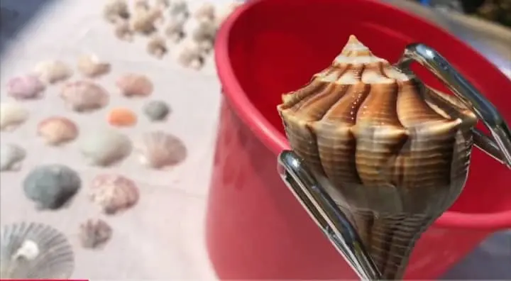 shell after soaking in bleach